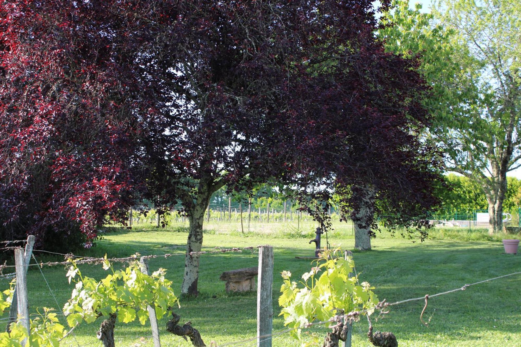 Bed and Breakfast La Vigneraie De Laura Sainte-Colombe  Exterior foto