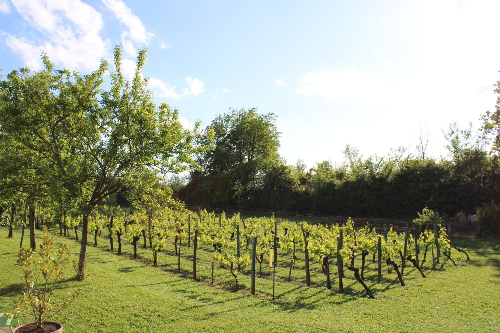 Bed and Breakfast La Vigneraie De Laura Sainte-Colombe  Exterior foto